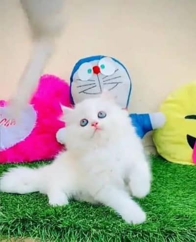 Persian female kitten for sale WhatsApp number 03297609275