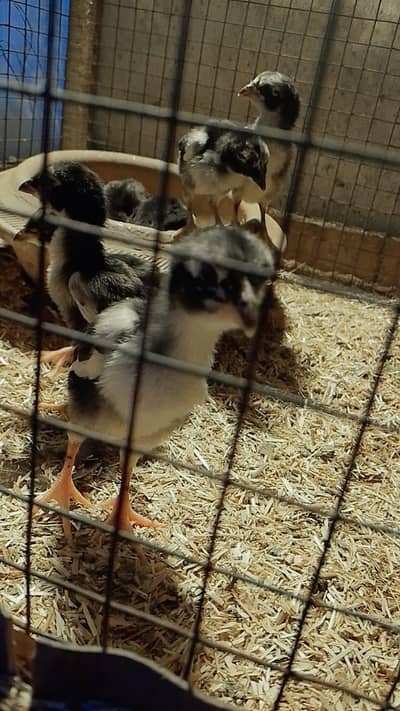 Aseel Thai Chicks  Black Coloure