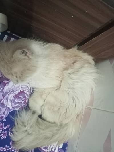 Persian male for sale cheap prices