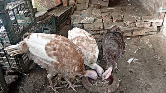Turkey Bird Healthy  and Active  1 Male  2 Female