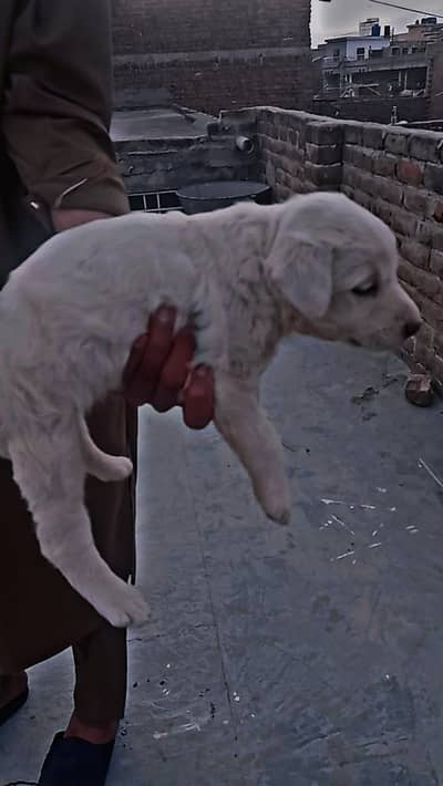 Golden Retriever puppy