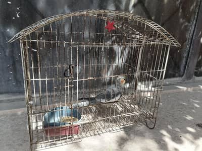 cage with cocktail for sale