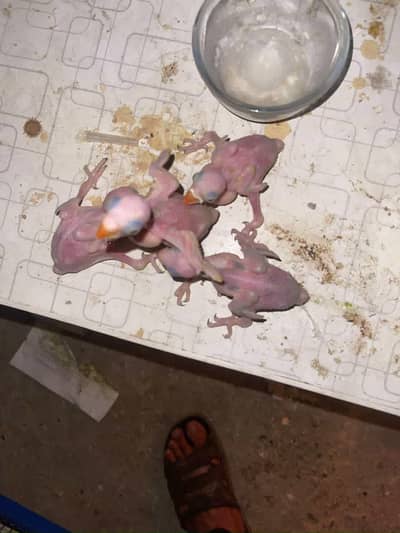 bolne wala tootay k bachay green parrot chick