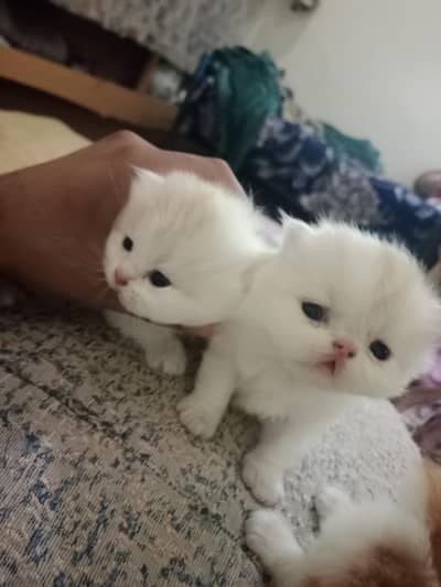 Persian kittens Available