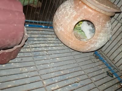 aoa Australian breeder pair available ha all breeder ha