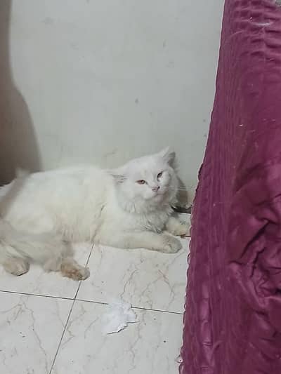 Persian cat for sale my WhatsApp number  0370-36-59-905