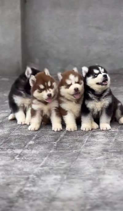 white brown Siberian husky