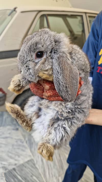 Pure Holland Lop Bunny