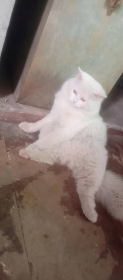 pair for sale healthy and active