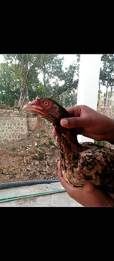 Aseel kili taj pathani high quality kili taji pathi acha blood ki