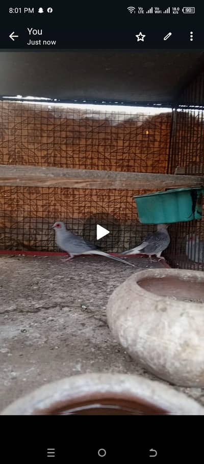 3 pair Dove bridr pair