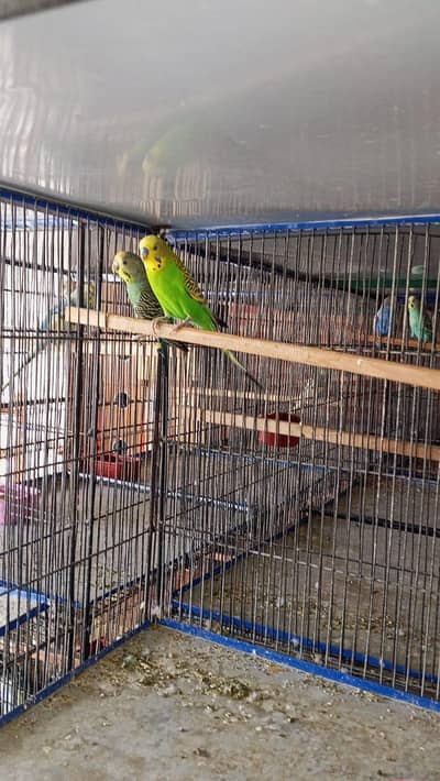 Budgies , snow white  and java pairs available for sale