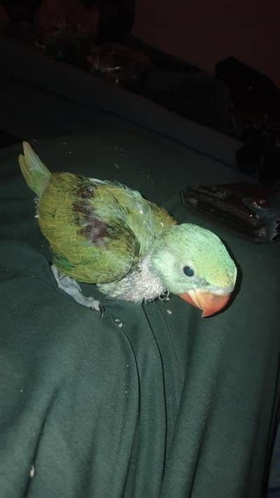 Raw jumbo size chick