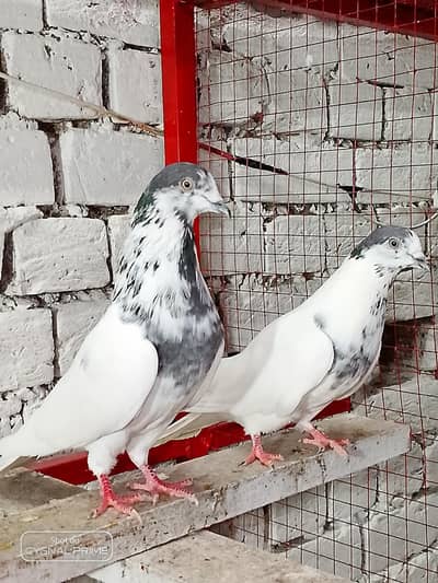 “Healthy Kabootar for Sale”