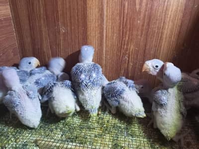 Kashmiri parrot male baby for sale jambo size