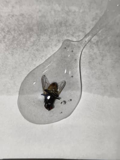 Body of a Real Fly enclosed in a synthetic substance.