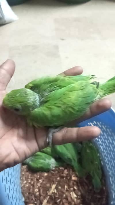 Green ringneck