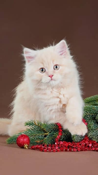 Looking for a Sales Girl