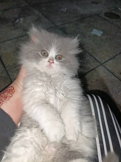 40 days old triple coted