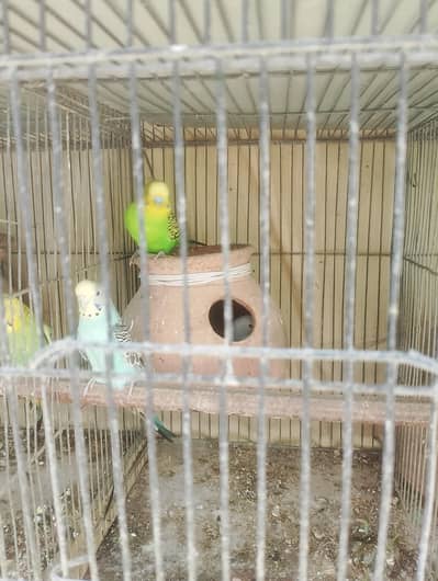 Budgies pair with chicks