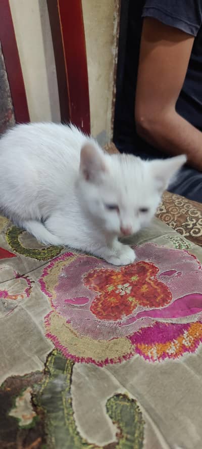 Persian cat arjnt sell