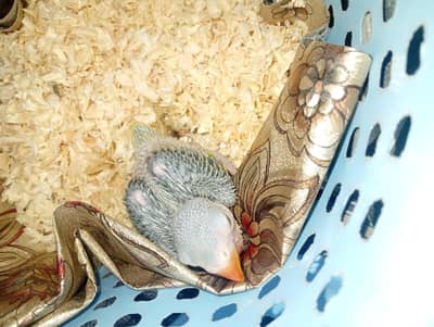 it's pair baby parrot for sale