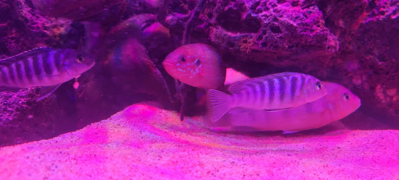 cichlids 1