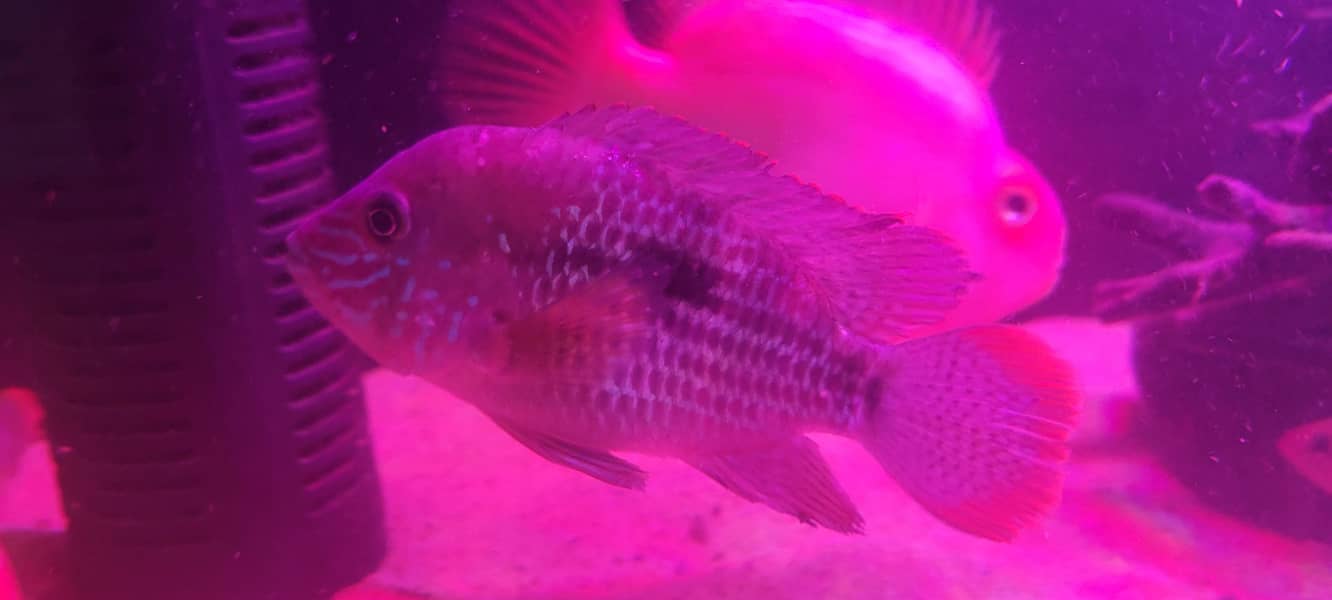 cichlids 5