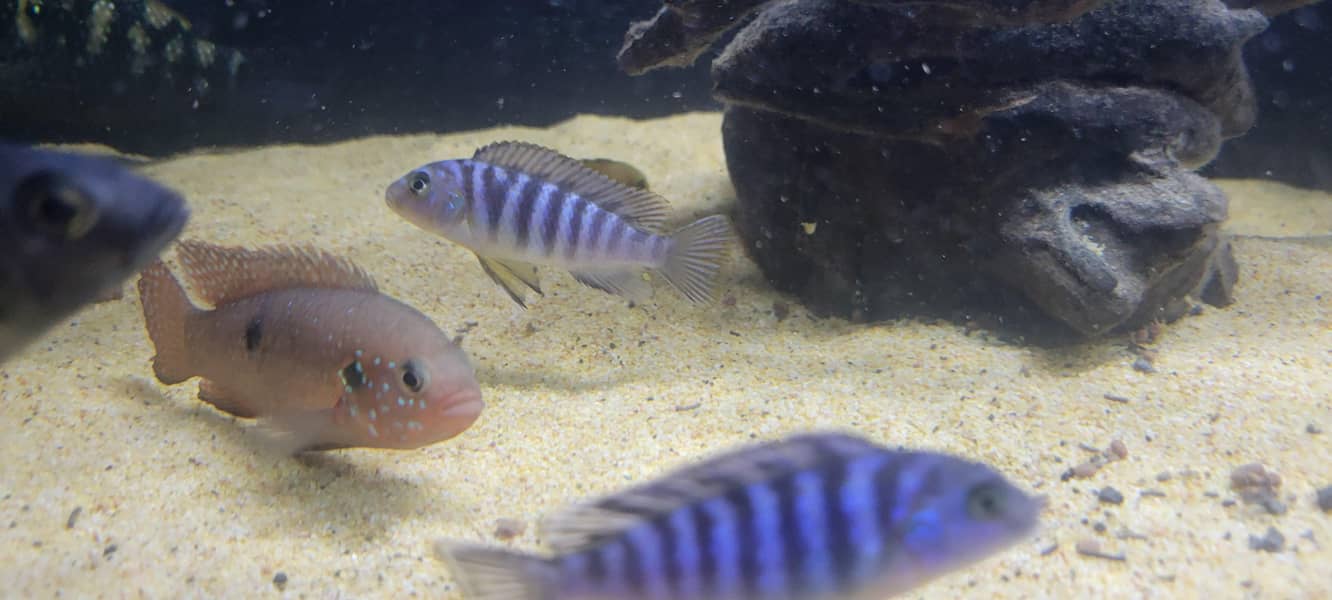 cichlids 8