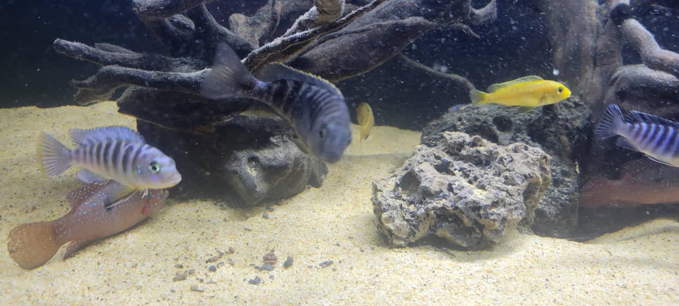 cichlids 11