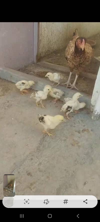 Aseel Mianwali Chicks