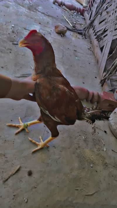 aseel murga or murgi for sale