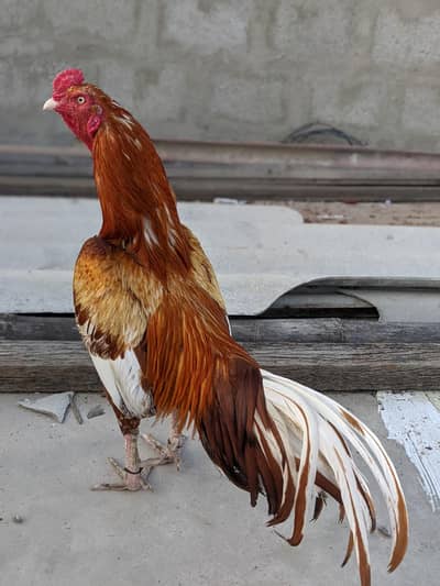 Aseel Mianwali peela