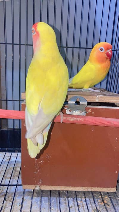 lotino and albino pairs with cage