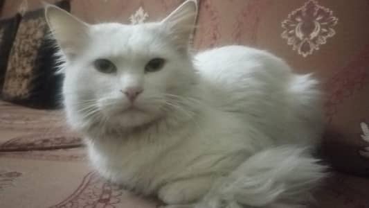 Cat | Persian Male | 1y/o