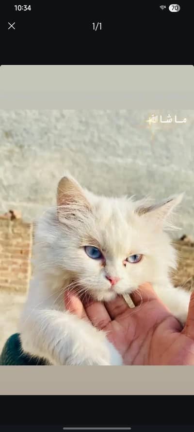 Persian cat blue eyes (exchange possible)