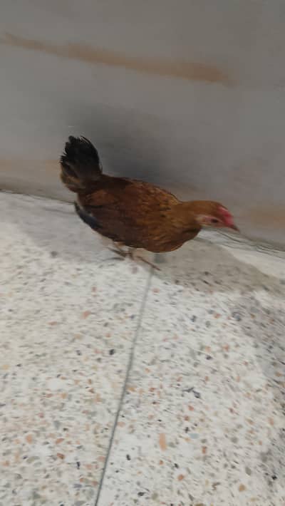 دو پیئڑ گھر کے پلے ہوے