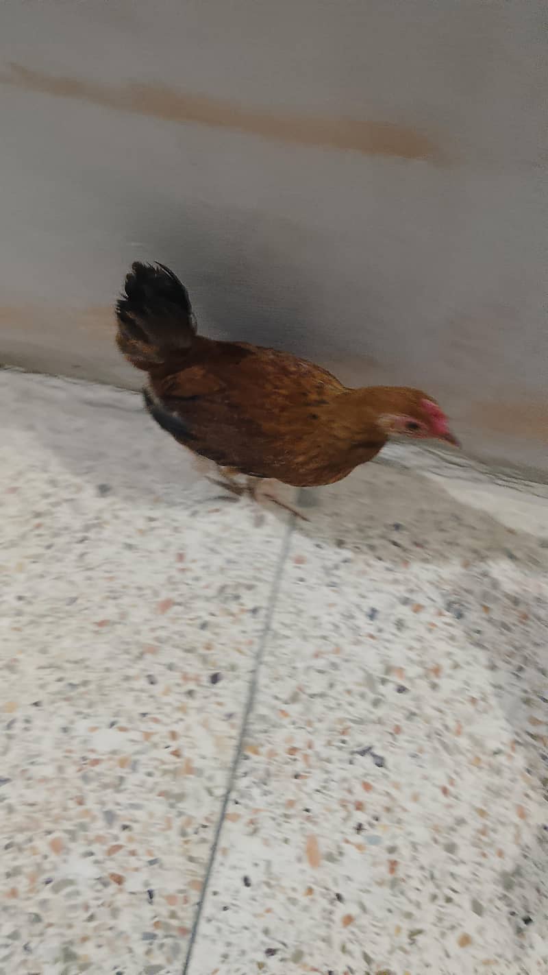 دو پیئڑ گھر کے پلے ہوے 0