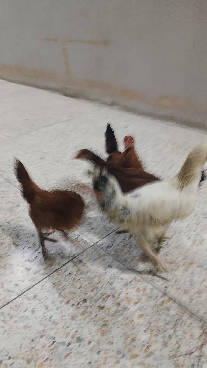 دو پیئڑ گھر کے پلے ہوے 1