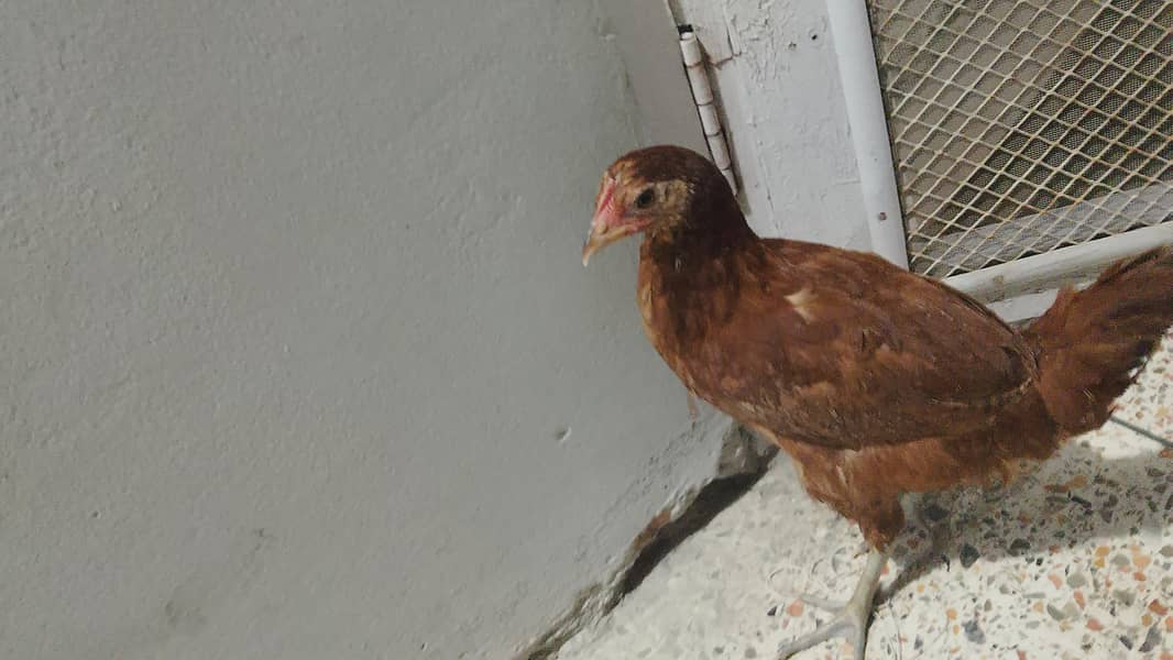 دو پیئڑ گھر کے پلے ہوے 2