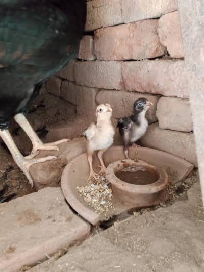 Aseel Lakha Chicks For sale