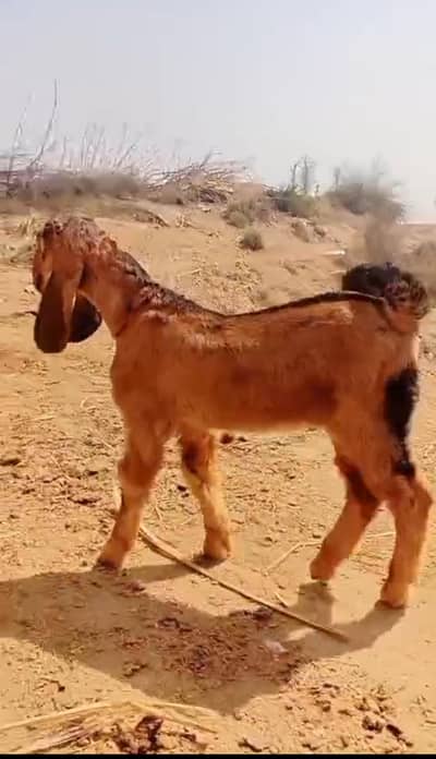 Multani Nochi Black Bakra Brown Bakri pure nassli