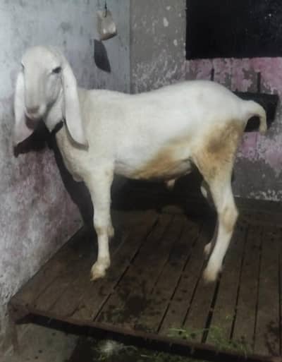 qurbani 2026 k lia