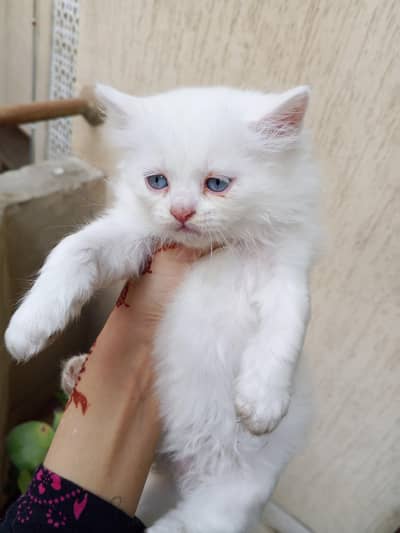 semi Persian kittens for sale
