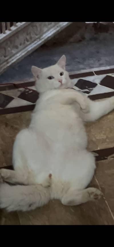 Blue eyes persian male cat