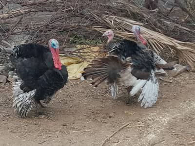 Black Turkey Breeder 2  Males