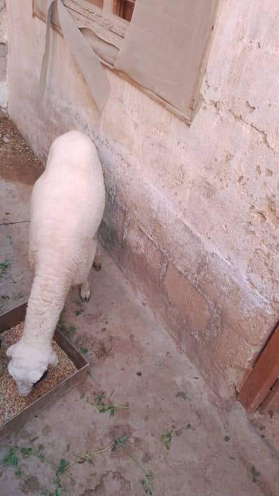 1 pair sheeps dono male hai