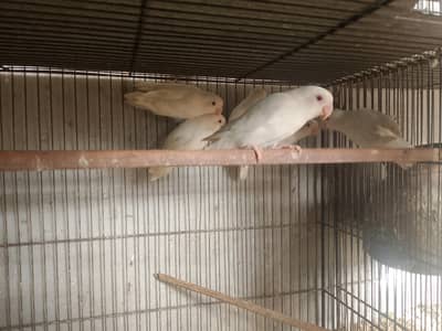 Albino Red Eye avilable