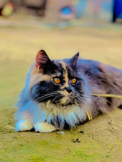 Persian cat