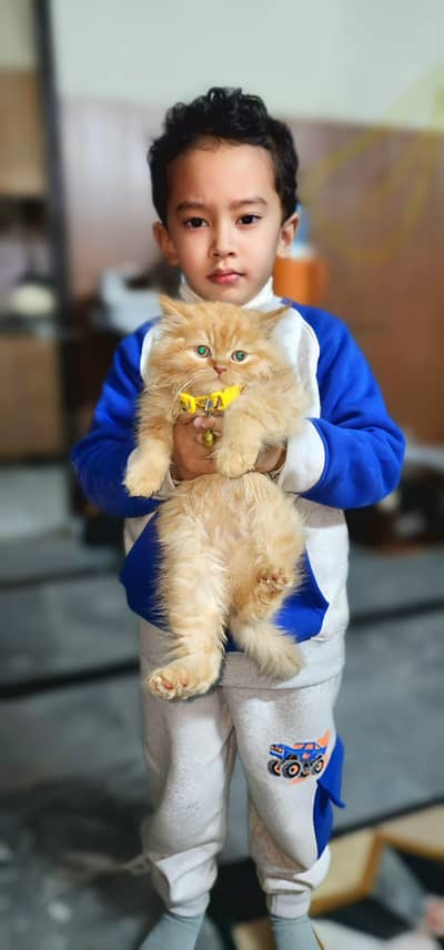 persion cat male for sale